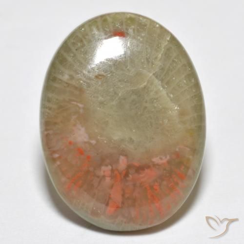 10.63ct Natürlicher Mehrfarbig Koralle, Oval, Lichtdurchlässig, Photo A