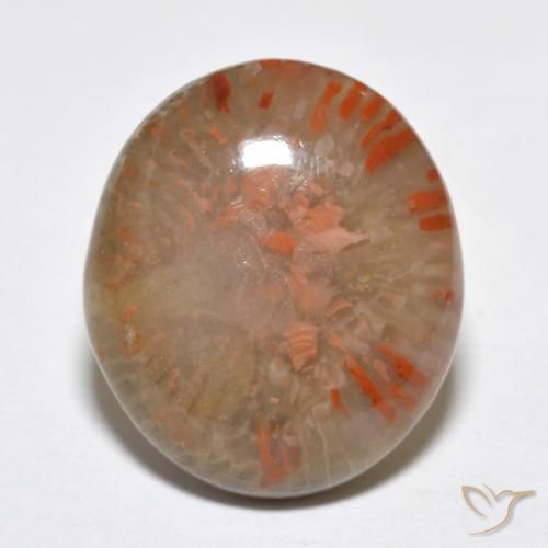 9.15ct Natürlicher Mehrfarbig Koralle, Oval, Lichtdurchlässig, Photo A