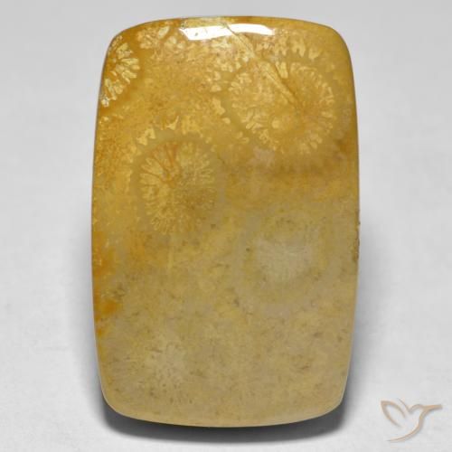 17.79ct Natürlicher Mehrfarbig Koralle, Kissen, Lichtundurchlässig, Photo A