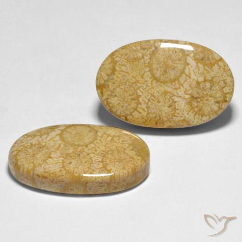 24.74 ct natürliche Mehrfarbig Koralle-Edelsteine, Oval, Lichtundurchlässig