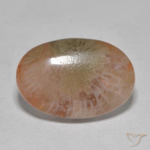 7.25ct Natürlicher Mehrfarbig Koralle, Oval, Lichtdurchlässig, Photo A