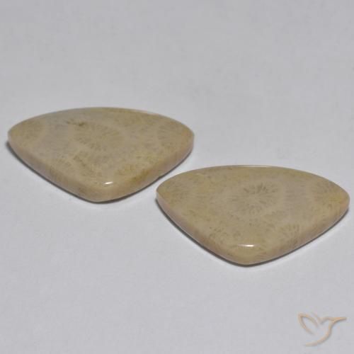 17.33 ct natürliche Mehrfarbig Koralle-Edelsteine, Fantasie, Lichtundurchlässig