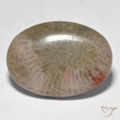 12.89ct Natürlicher Mehrfarbig Koralle, Oval, Lichtdurchlässig