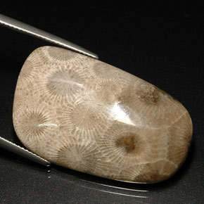 31,46 ctw natürlicher mehrfarbiger Fossile Koralle, Fantasieschliff, Lichtundurchlässig