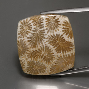 9,17 ctw natürlicher Mehrfarbig Korallen-Fossil, Quadrat, Lichtundurchlässig