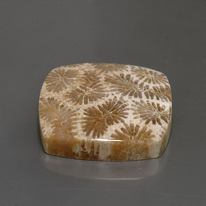 9,17 ctw natürlicher Mehrfarbig Korallen-Fossil, Quadrat, Lichtundurchlässig