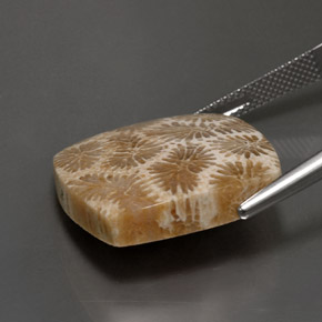 9,17 ctw natürlicher Mehrfarbig Korallen-Fossil, Quadrat, Lichtundurchlässig