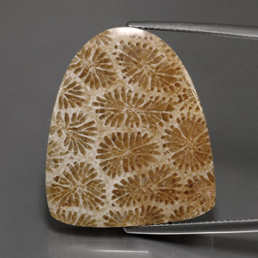 9,17 ctw natürlicher Mehrfarbig Korallen-Fossil, Ausgefallene Form, Lichtundurchlässig