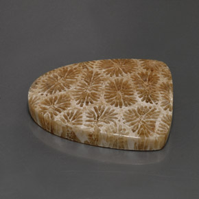 9,17 ctw natürlicher Mehrfarbig Korallen-Fossil, Ausgefallene Form, Lichtundurchlässig