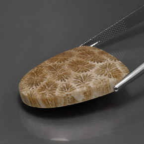 9,17 ctw natürlicher Mehrfarbig Korallen-Fossil, Ausgefallene Form, Lichtundurchlässig