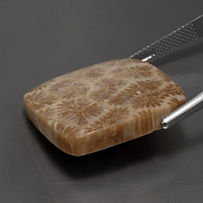 9,17 ctw natürlicher Mehrfarbig Korallen-Fossil, Quadrat, Lichtundurchlässig