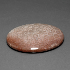 9,17 ctw natürlicher Mehrfarbig Korallen-Fossil, Oval Schliff, Lichtundurchlässig