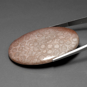 9,17 ctw natürlicher Mehrfarbig Korallen-Fossil, Oval Schliff, Lichtundurchlässig