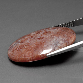 9,17 ctw natürlicher Mehrfarbig Korallen-Fossil, Oval Schliff, Lichtundurchlässig