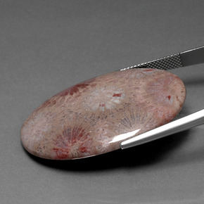 9,17 ctw natürlicher Mehrfarbig Korallen-Fossil, Oval Schliff, Lichtundurchlässig