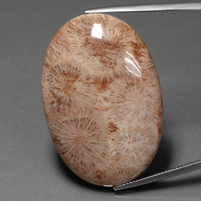 9,17 ctw natürlicher Mehrfarbig Korallen-Fossil, Oval Schliff, Lichtundurchlässig