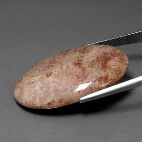 9,17 ctw natürlicher Mehrfarbig Korallen-Fossil, Oval Schliff, Lichtundurchlässig