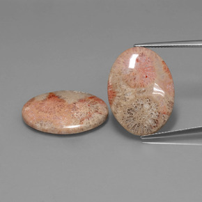  ct natürliche mehrfarbiger Fossile Koralle-Edelsteine, Oval Schliff, Lichtundurchlässig