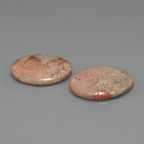  ct natürliche mehrfarbiger Fossile Koralle-Edelsteine, Oval Schliff, Lichtundurchlässig