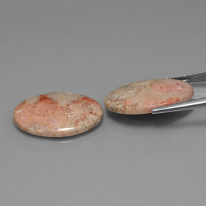  ct natürliche mehrfarbiger Fossile Koralle-Edelsteine, Oval Schliff, Lichtundurchlässig