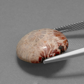 9,17 ctw natürlicher Mehrfarbig Korallen-Fossil, Rund Schliff, Lichtundurchlässig