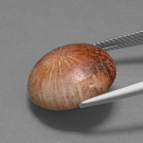 9,17 ctw natürlicher Mehrfarbig Korallen-Fossil, Rund Schliff, Lichtundurchlässig