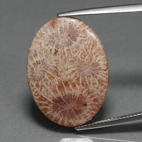 15,93 ctw natürlicher mehrfarbiger Fossile Koralle, Oval Schliff, Lichtundurchlässig
