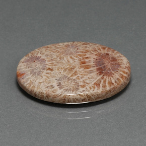 15,93 ctw natürlicher mehrfarbiger Fossile Koralle, Oval Schliff, Lichtundurchlässig