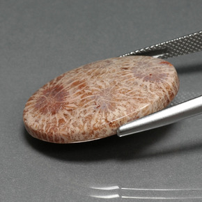 15,93 ctw natürlicher mehrfarbiger Fossile Koralle, Oval Schliff, Lichtundurchlässig