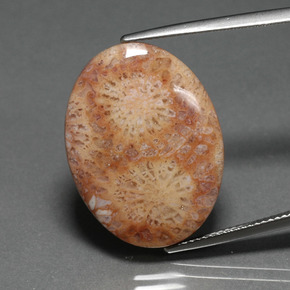 14,77 ctw natürlicher mehrfarbiger Fossile Koralle, Oval Schliff, Lichtundurchlässig