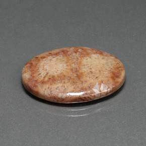 14,77 ctw natürlicher mehrfarbiger Fossile Koralle, Oval Schliff, Lichtundurchlässig