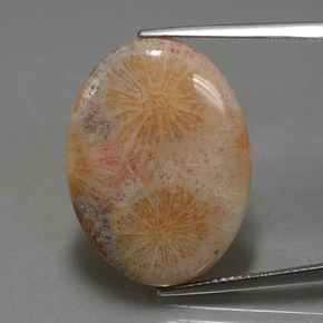 15,56 ctw natürlicher mehrfarbiger Fossile Koralle, Oval Schliff, Lichtundurchlässig