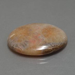 15,56 ctw natürlicher mehrfarbiger Fossile Koralle, Oval Schliff, Lichtundurchlässig