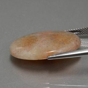 15,56 ctw natürlicher mehrfarbiger Fossile Koralle, Oval Schliff, Lichtundurchlässig
