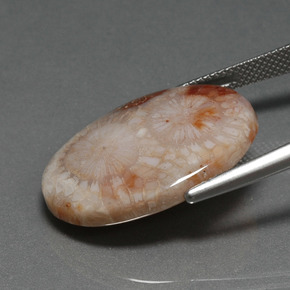 9,17 ctw natürlicher Mehrfarbig Korallen-Fossil, Oval Schliff, Lichtundurchlässig