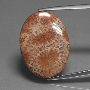 9,17 ctw natürlicher Mehrfarbig Korallen-Fossil, Oval Schliff, Lichtundurchlässig