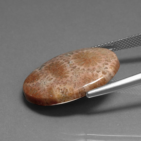 9,17 ctw natürlicher Mehrfarbig Korallen-Fossil, Oval Schliff, Lichtundurchlässig