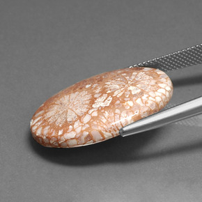 9,17 ctw natürlicher Mehrfarbig Fossile Koralle, Oval Schliff, Lichtundurchlässig