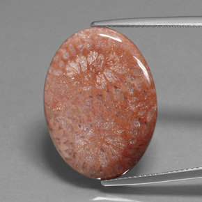 15,96 ctw natürlicher mehrfarbiger Fossile Koralle, Oval Schliff, Lichtundurchlässig