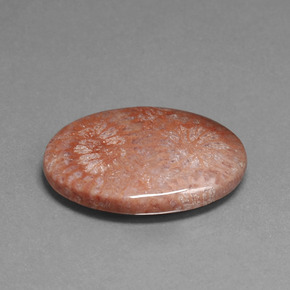 15,96 ctw natürlicher mehrfarbiger Fossile Koralle, Oval Schliff, Lichtundurchlässig