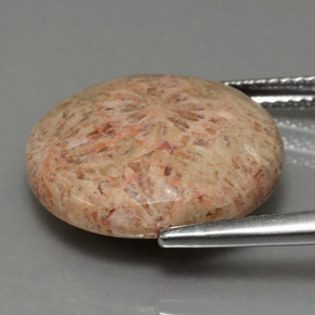 9,17 ctw natürlicher Mehrfarbig Korallen-Fossil, Rund Schliff, Lichtundurchlässig