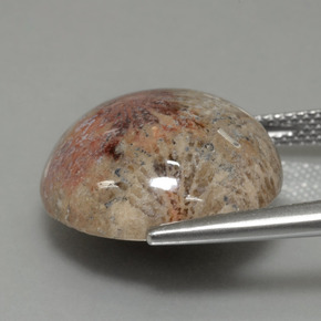 9,17 ctw natürlicher Mehrfarbig Korallen-Fossil, Rund Schliff, Lichtundurchlässig