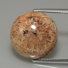 9,17 ctw natürlicher Mehrfarbig Korallen-Fossil, Rund Schliff, Lichtundurchlässig