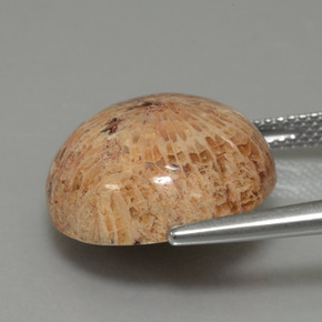 9,17 ctw natürlicher Mehrfarbig Korallen-Fossil, Rund Schliff, Lichtundurchlässig