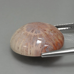 9,17 ctw natürlicher Mehrfarbig Korallen-Fossil, Rund Schliff, Lichtundurchlässig