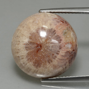 13,91 ctw natürlicher mehrfarbiger Fossile Koralle, Rundschliff, Lichtundurchlässig