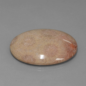 9,17 ctw natürlicher Mehrfarbig Korallen-Fossil, Oval Schliff, Lichtundurchlässig