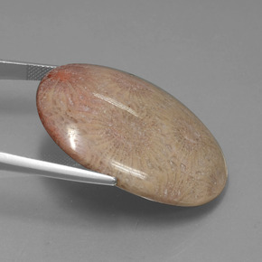 9,17 ctw natürlicher Mehrfarbig Korallen-Fossil, Oval Schliff, Lichtundurchlässig