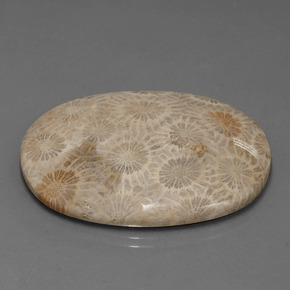 9,17 ctw natürlicher Mehrfarbig Korallen-Fossil, Oval Schliff, Lichtundurchlässig