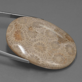 9,17 ctw natürlicher Mehrfarbig Korallen-Fossil, Oval Schliff, Lichtundurchlässig